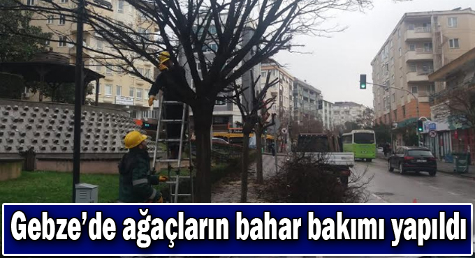 Gebze’de ağaçların bahar bakımı yapıldı