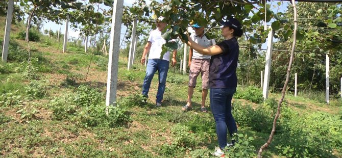 Büyükşehir destekli ‘Kivi’de yüksek verim