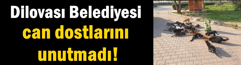 Dilovası Belediyesi can dostlarını unutmadı!