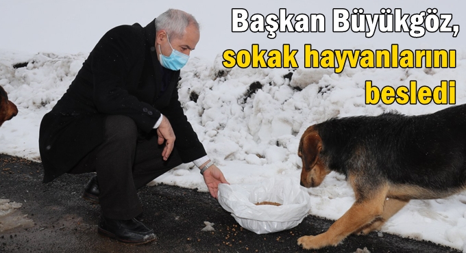 Başkan Büyükgöz, sokak hayvanlarını besledi