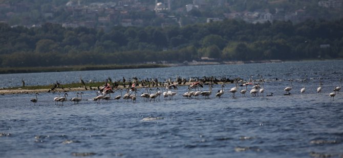 Körfezde flamingolardan görsel şölen