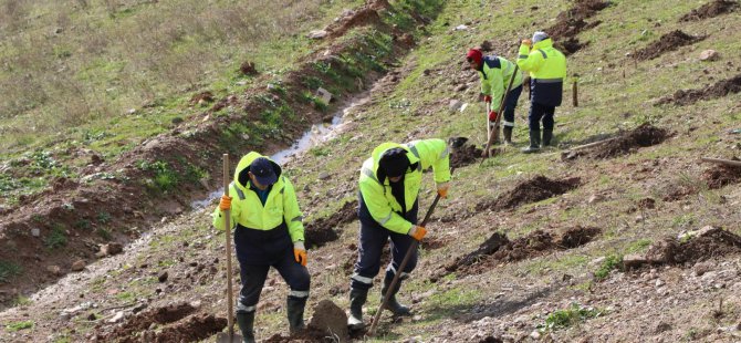 İlimtepe dolgu alanı ağaçlandırılıyor