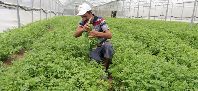 Büyükşehir’in kurduğu modern seralardaki verim üreticiyi sevindirdi