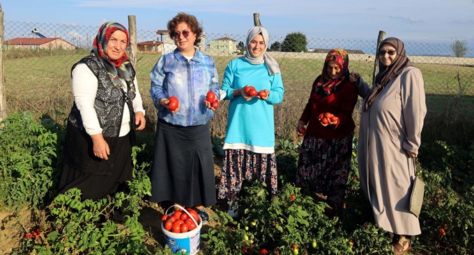 Ata tohumundan üretilen sebzelerin hasadı yapıldı