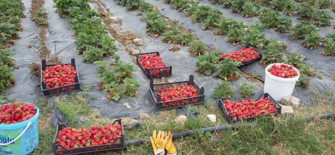 Büyükşehir’den üreticilere destekler sürüyor;  Çilek bahçesi tesisi ve karpuz tohumu