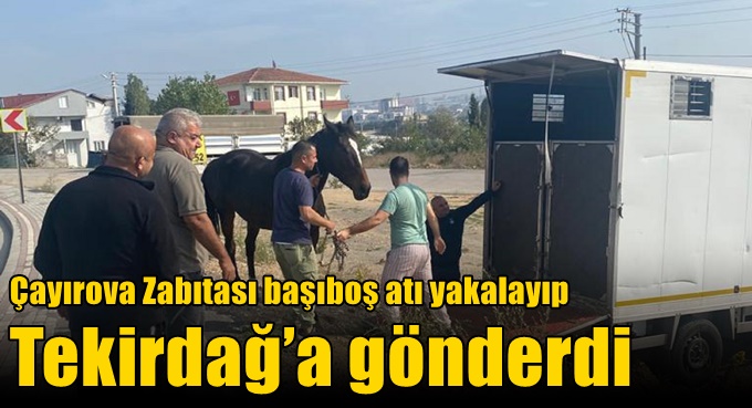 Çayırova Zabıtası başıboş atı yakalayıp Tekirdağ’a gönderdi