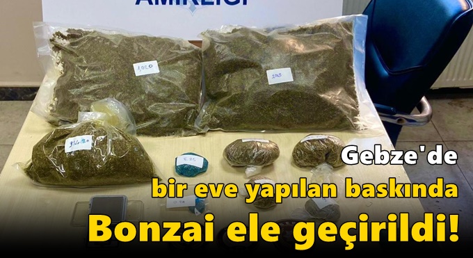 Gebze'de bir eve yapılan baskında Bonzai ele geçirildi!