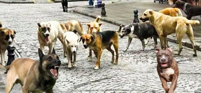 Başıboş köpekler hangi durumda itlaf edilecek?