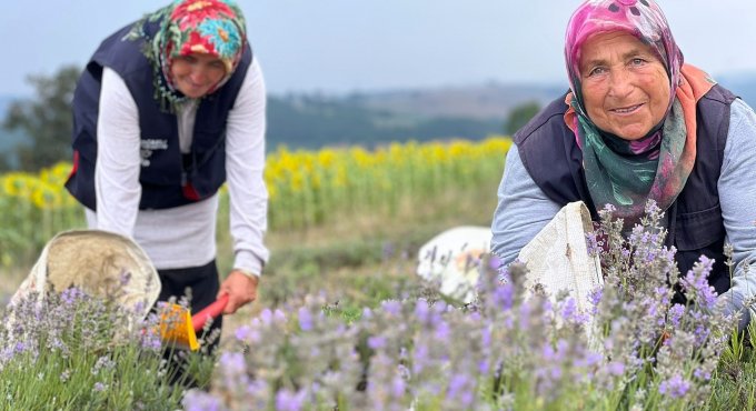 Kocaeli’de mor tarlalarda lavanta hasadı başladı