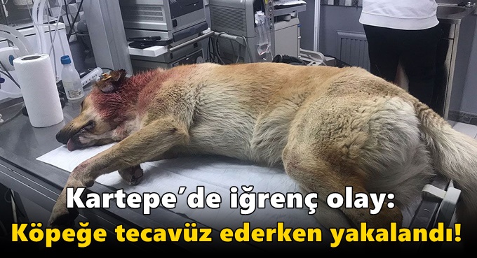 Kartepe’de iğrenç olay: Köpeğe tecavüz ederken yakalandı!