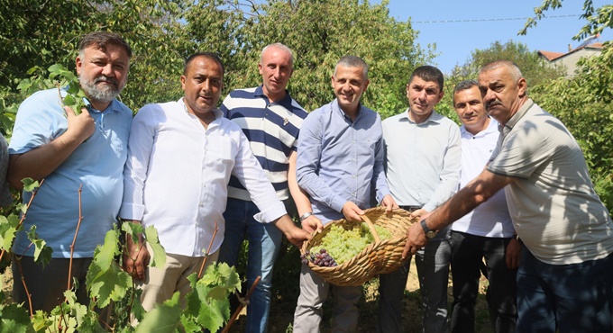 Kocaeli'de meşhur üzümlerin hasadına başlandı