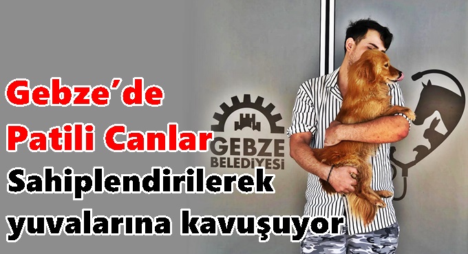 Gebze’de Patili Canlar Sahiplendirilerek Yuvalarına Kavuşuyor