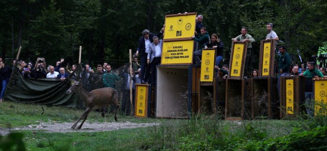 Samanlı Dağlarına 10 Kızıl geyik salındı; Doğa dostu Büyükşehir ekosistemi koruyor