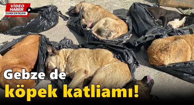 Gebze de köpek katliamı!