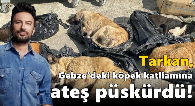 Tarkan, Gebze'deki köpek katliamına ateş püskürdü!