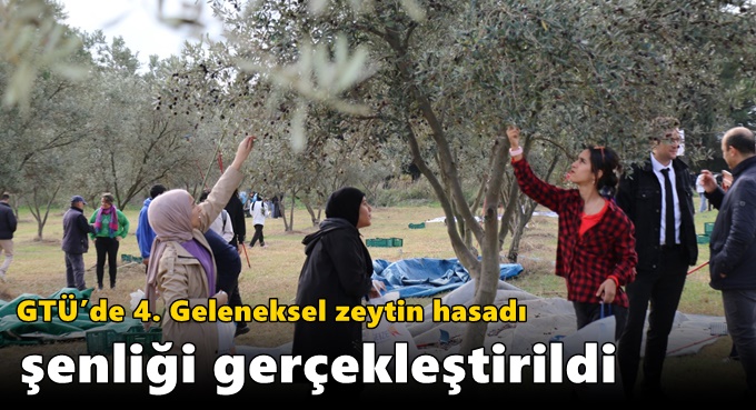 GTÜ’de 4. Geleneksel Zeytin Hasadı Şenliği Gerçekleştirildi