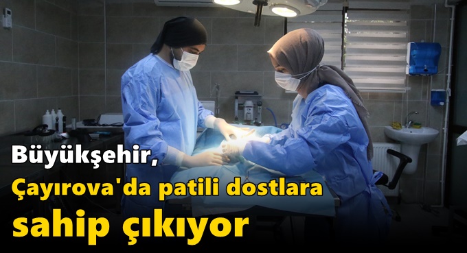 Büyükşehir patili dostlara sahip çıkıyor