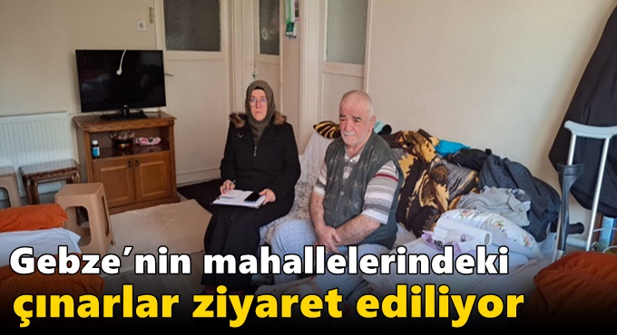 Gebze’nin mahallelerindeki  çınarlar ziyaret ediliyor