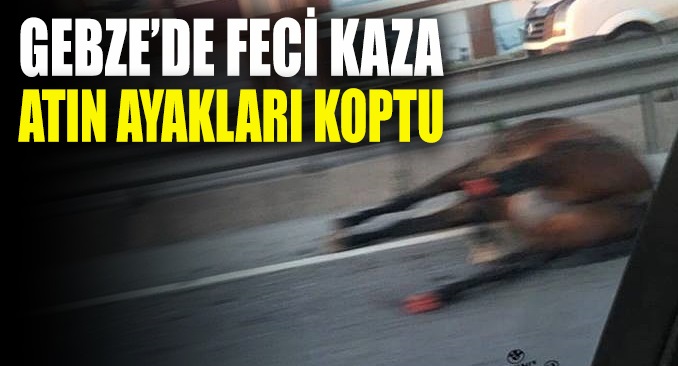 Gebze E-5’te Kaza: Atın Ayakları Koptu