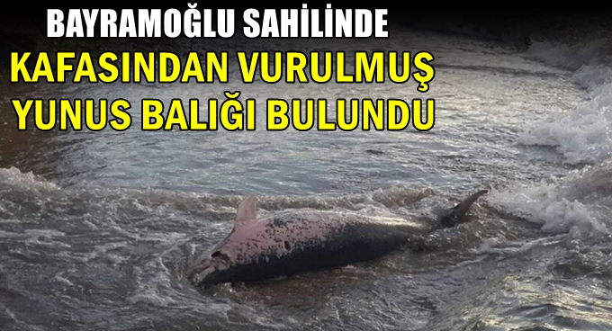 Darıca’da karaya ölü yunus balığı vurdu