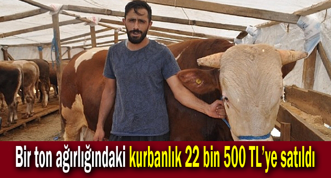 Bir ton ağırlığındaki kurbanlık 22 bin 500 TL’ye satıldı