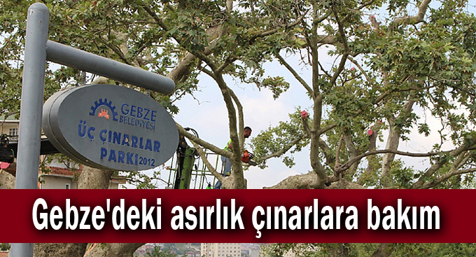 Gebze'deki asırlık çınarlara bakım