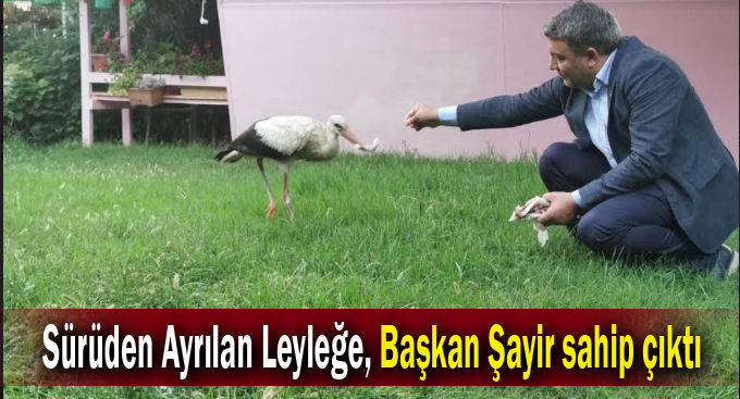 Sürüden Ayrılan Leyleğe, Başkan Şayir sahip çıktı