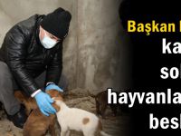 Başkan Bıyık, karda sokak hayvanlarını besledi