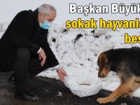 Başkan Büyükgöz, sokak hayvanlarını besledi