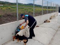 Kısıtlamada sokak hayvanları unutulmadı