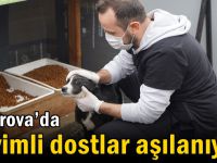 Çayırova’da sevimli dostlar aşılanıyor