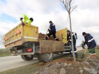 İhsaniye - Yalakdere arasında ağaçlandırma devam ediyor