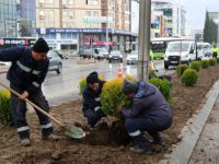 D-100 kuzey yan yolda yeşillendirme çalışması