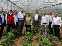 İzmit Dağköy’de araka hasat şenliği düzenlendi