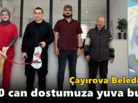 Çayırova Belediyesi, 70 can dostumuza yuva buldu