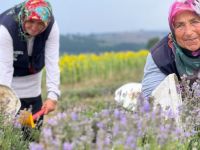 Kocaeli’de mor tarlalarda lavanta hasadı başladı