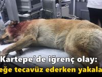 Kartepe’de iğrenç olay: Köpeğe tecavüz ederken yakalandı!