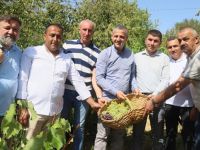 Kocaeli'de meşhur üzümlerin hasadına başlandı