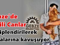 Gebze’de Patili Canlar Sahiplendirilerek Yuvalarına Kavuşuyor