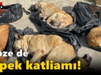 Gebze de köpek katliamı!