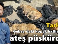 Tarkan, Gebze'deki köpek katliamına ateş püskürdü!