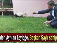 Sürüden Ayrılan Leyleğe, Başkan Şayir sahip çıktı