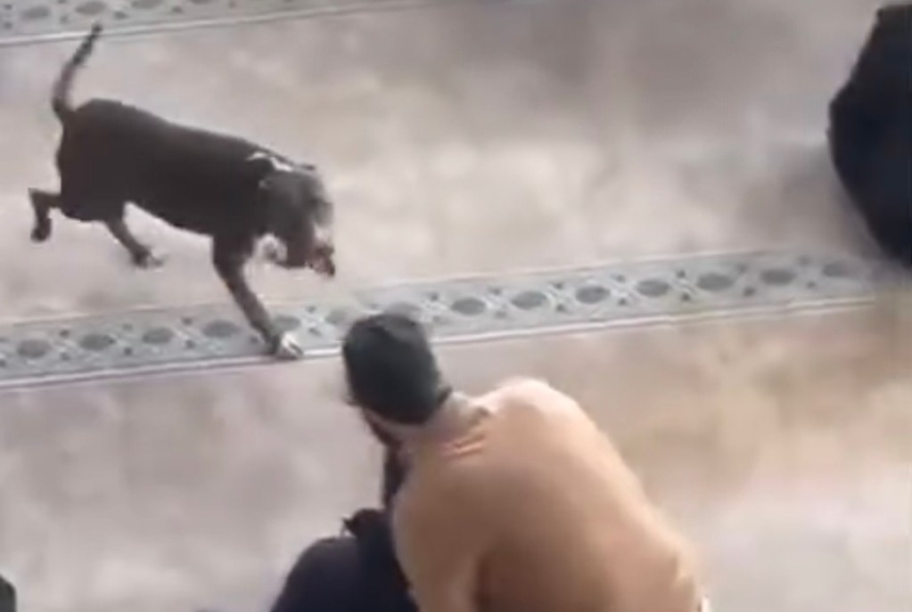 Çayırova’da Camide Bulunan Pitbull Yakalandı!