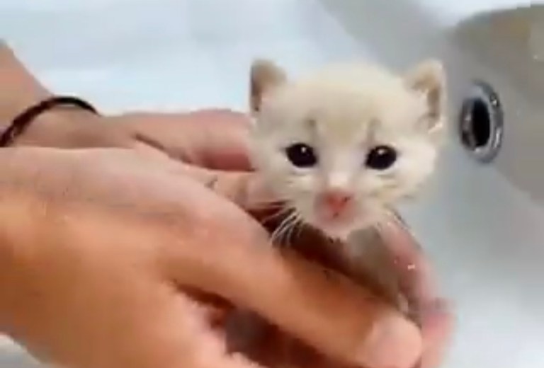 Yavru kedi sandı, tilki çıktı!