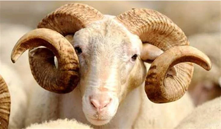 2026 Vekaletle Kurban Kesim Bedelleri Açıklandı