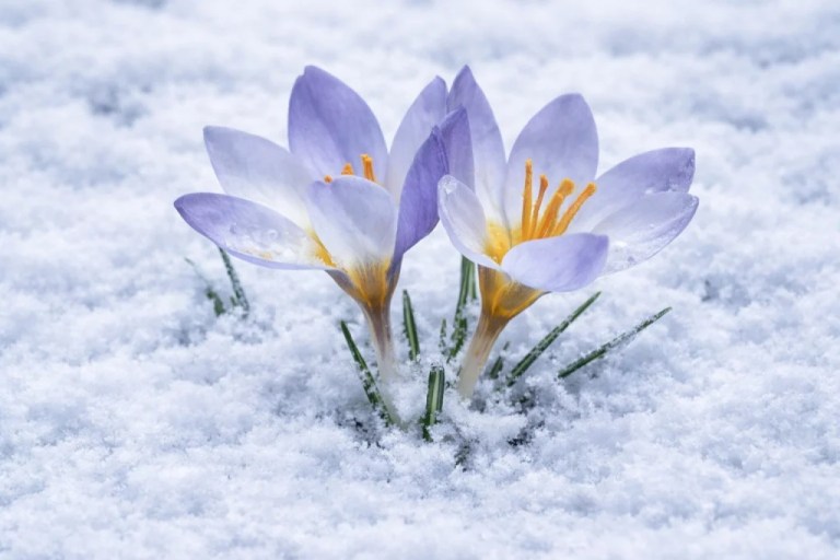 Keltepe Çiğdemi Foto Safariyle Ölümsüzleşti
