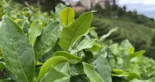 Bakanlık yaş çay alım fiyatını duyurdu