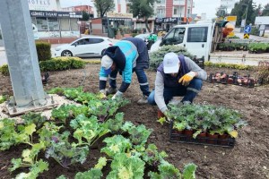 Darıca’da yeşil alanlara mevsimlik çiçekler