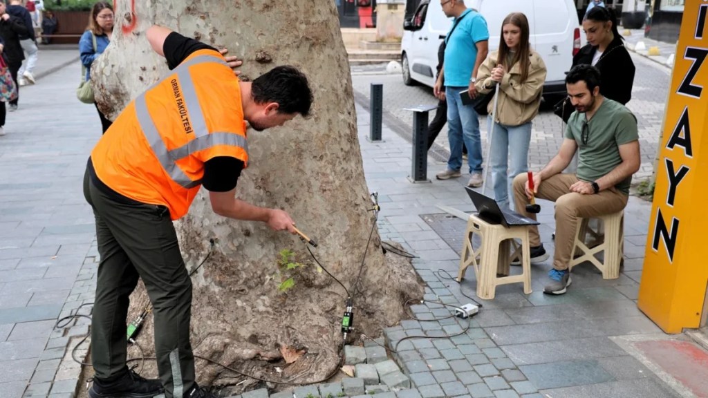 Kocaeli’de asırlık ağaçlar tomografiyle taranıyor
