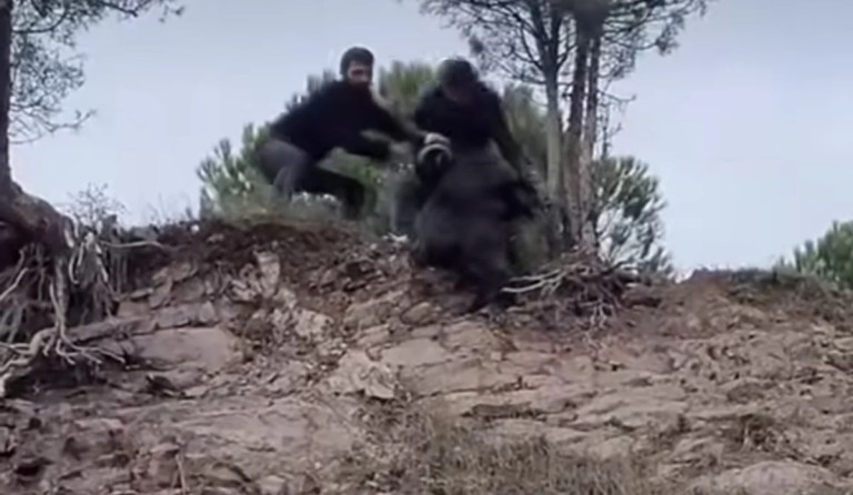 Körfez’de tepede mahsur kalan keçi kurtarıldı